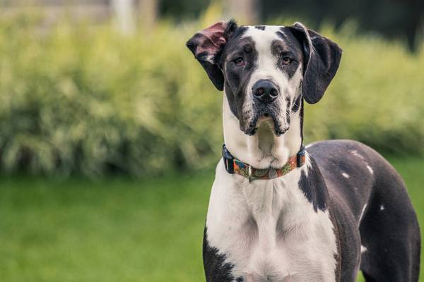 Woman mauled, killed by neighbor’s Great Danes