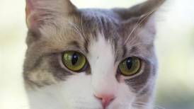 FURKIDS CAT OF THE WEEK: Spark & Salwa (9.3.24)