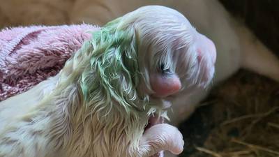 Seeing green: Puppy born with green fur