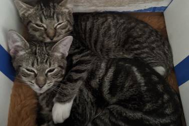 FURKIDS CAT OF THE WEEK: Orchid & Astrid