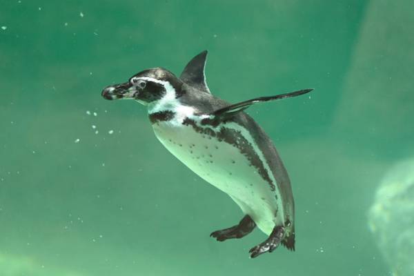 Aquarium of Niagara seeks input to name new penguin chick