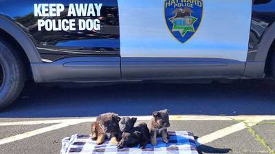 German shepherd puppies left abandoned outside of grocery store