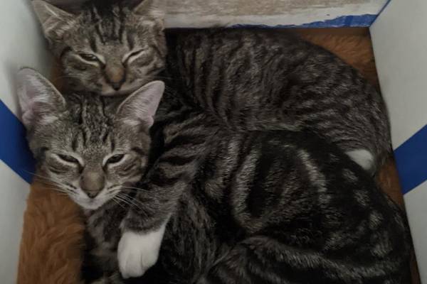 FURKIDS CAT OF THE WEEK: Orchid & Astrid (7.23.24)
