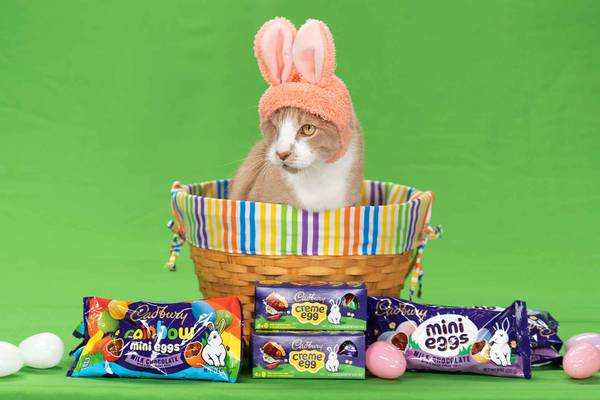 Crash the cat is new Cadbury ‘Bunny’ for 2023