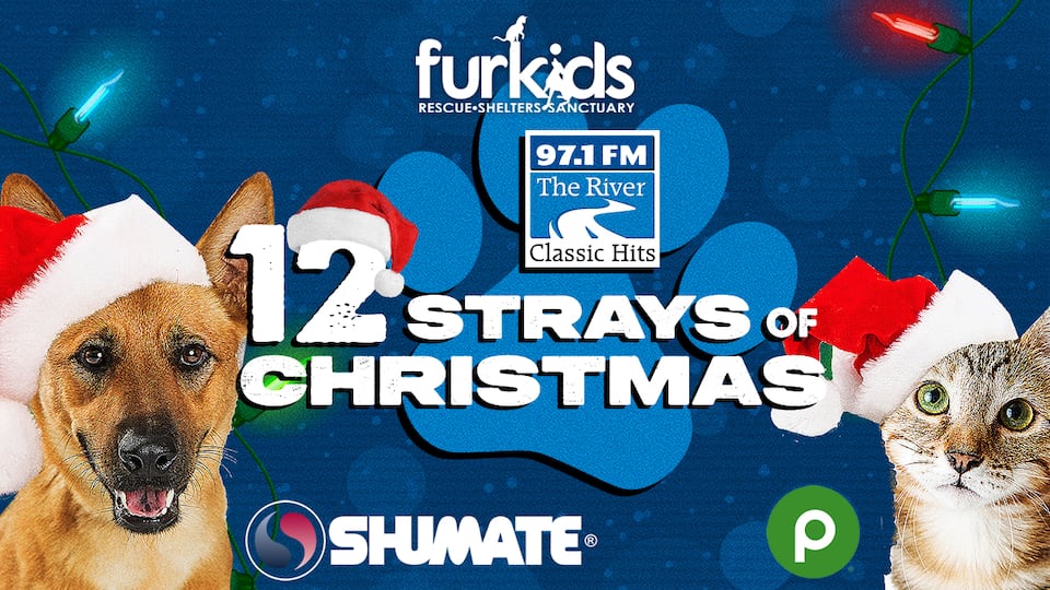 Meet the 12 Strays of Christmas Presented by Publix and Shumate Heating and Air