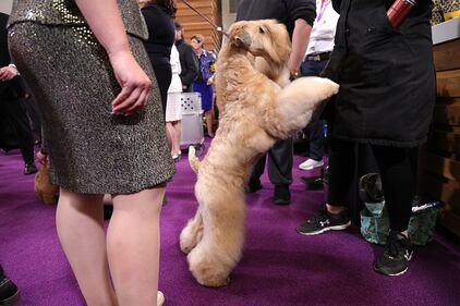 Westminster Kennel Club