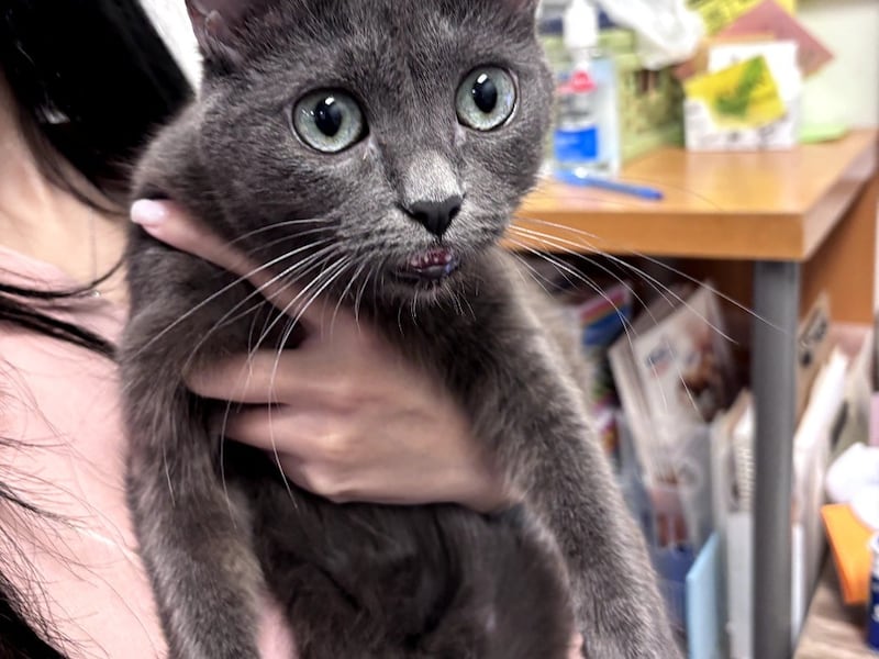 FURKIDS CAT OF THE WEEK: Billie