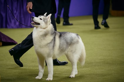 Westminster Kennel Club