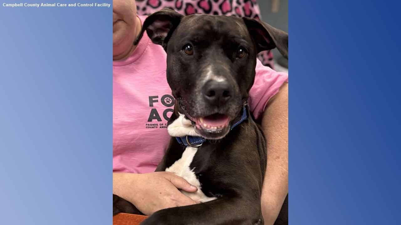 A black and white dog is being held by a woman.