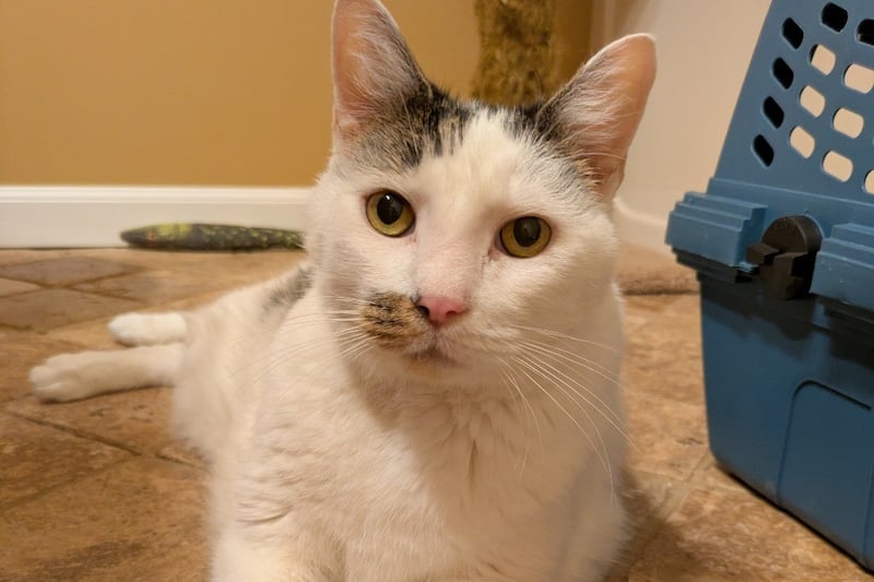 FURKIDS CAT OF THE WEEK: Tash