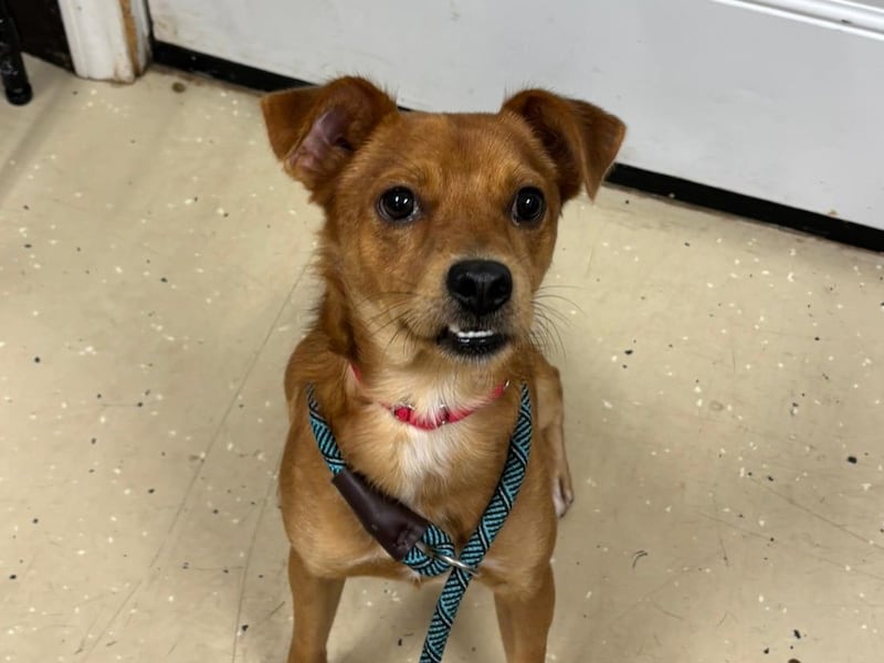 FURKIDS DOG OF THE WEEK: Frankenstein